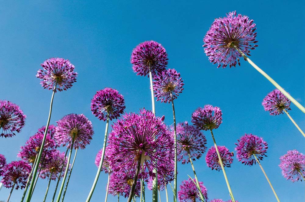 purple allium flowers reaching towards a clear blue sky