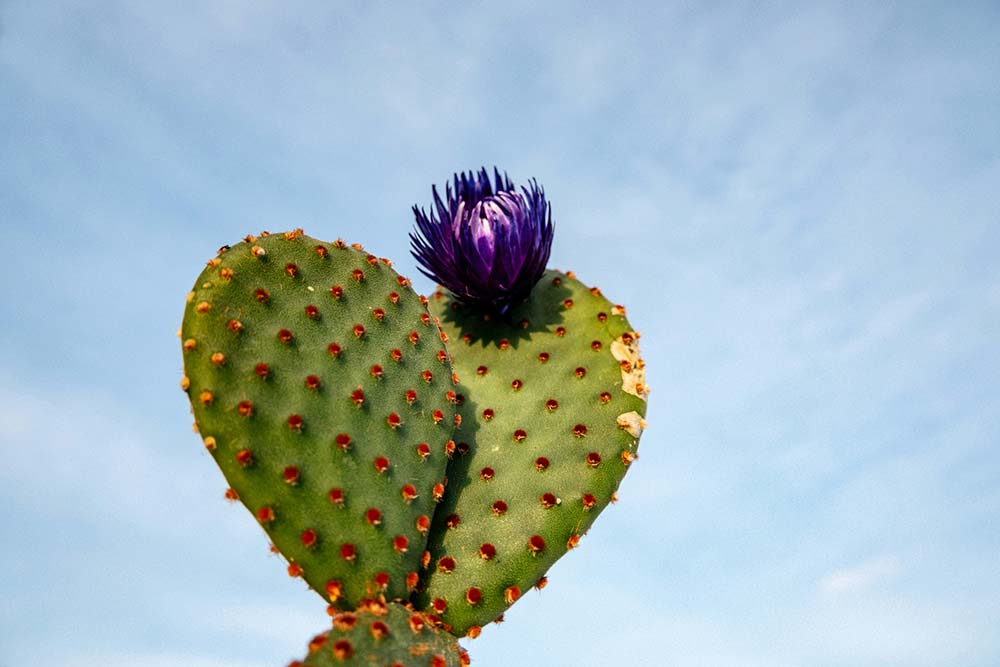 Heart-shaped cactus pad with a purple flower.
