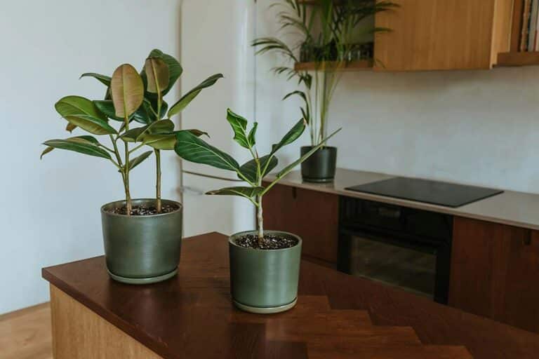 Potted plants sitting on a wooden table.