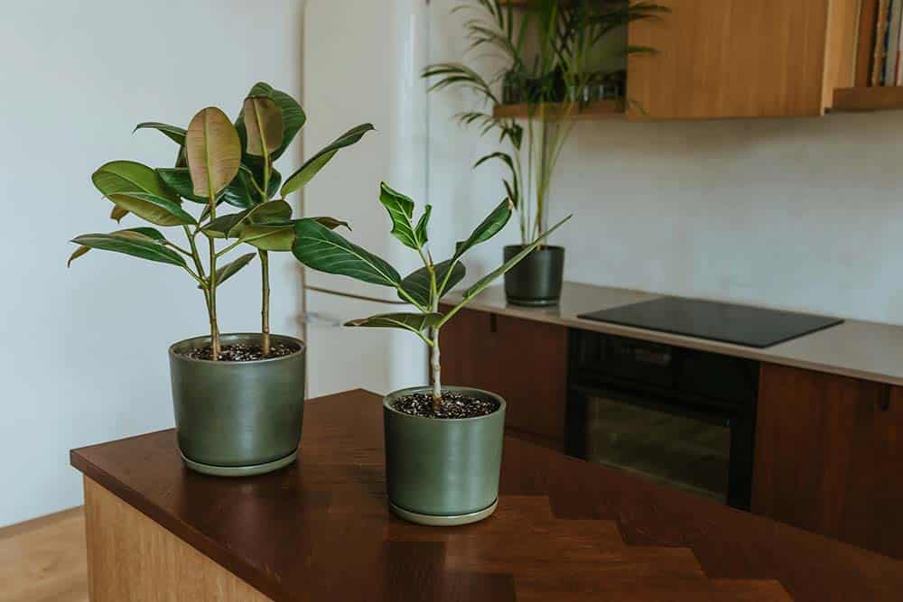 Potted plants sitting on a wooden table.
